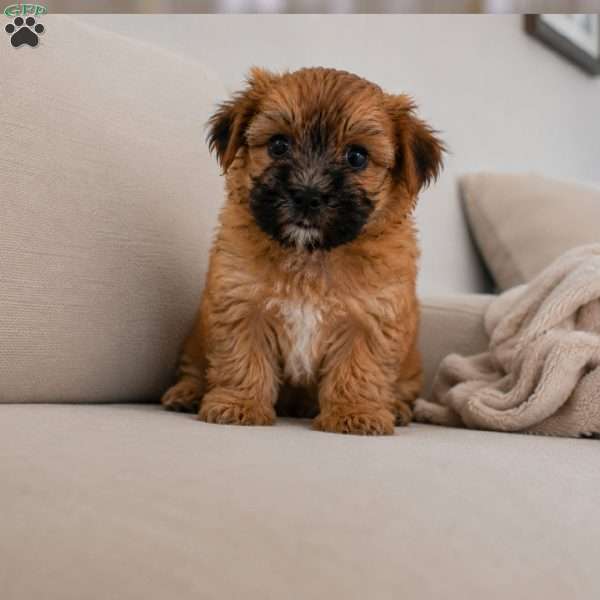 Bella, Morkie / Yorktese Puppy